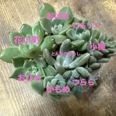 夏顔 つぶつぶ屋 カット苗 多肉植物 6㌢ポットのサムネイル