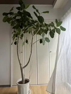 69【フィカス　ベンガレンシス 約220cm】超大型観葉植物｜シンボルツリー｜ 69【フィカス ベンガレンシス 約220cm】超大型観葉植物｜シンボル