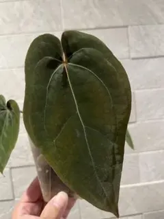 2026年最新】anthurium michelleの人気アイテム - メルカリ