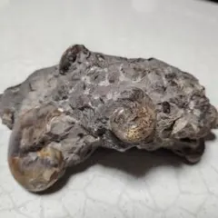 アンモナイト化石