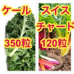 こば様 リクエスト 3点 まとめ商品