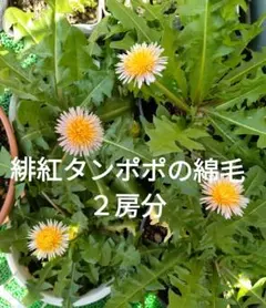 2026年最新】たんぽぽの綿毛の人気アイテム - メルカリ