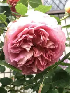 ヒストリカル♡レア品種 イングリッシュ - メルカリ