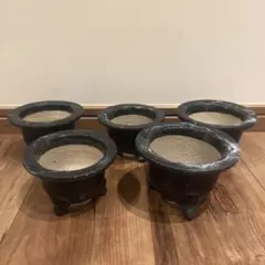 駿河蘭(蘭陶器鉢ごと)メルカリ便発送写真13枚目 8/12撮影NO.1 駿河蘭(蘭陶器鉢ごと)メルカリ便発送写真13枚目 8/12撮影NO.1