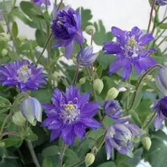 西洋オダマキ　クレメンタインブルー　花の種　八重咲きのサムネイル