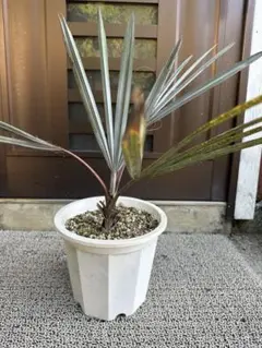 ビスマルキアノシルバー 販売　ビスマルキア 2025年最新】ビスマルキア・シルバーの人気アイテム - メルカリ