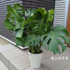 ꕤ*ꕤ様 モンステラデリシオーサマクロコズム超希少系統鉢植え106