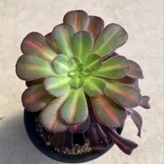 多肉植物。黄琉璃法師錦抜き苗 - メルカリ