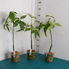 2026年最新】パキラ ミルキーウェイ 実生の人気アイテム - メルカリ