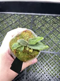 ビカクシダ セーラーヴィーナス×アンディナム 脇芽 - メルカリ