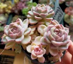 2026年最新】beehouse 多肉の人気アイテム - メルカリ