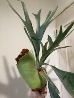Philodendron joepii フィロデンドロンジョーピーカット苗11本 - メルカリ