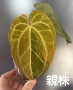 2026年最新】anthurium papillilaminumの人気アイテム - メルカリ