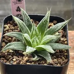 多肉植物 ハオルチア 夜想の森錦 - メルカリ