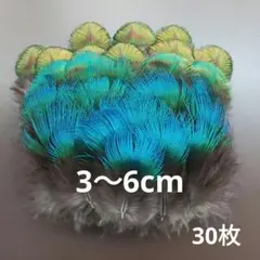 孔雀の羽根　ブルー&ゴールド　30枚