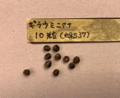 2026年最新】ギラウミニアナ種子の人気アイテム - メルカリ