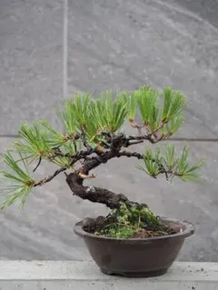 赤松　15ｃｍのサムネイル