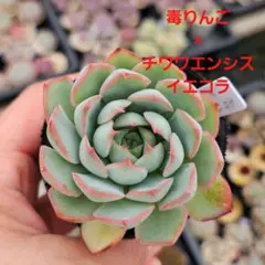 2025年最新】ロウルサンコ 実生の人気アイテム - メルカリ