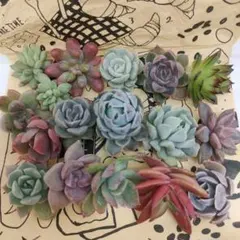 多肉植物 まとめ売り カット苗