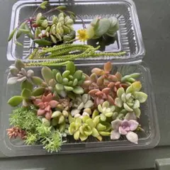 多肉植物寄せ植えセット①