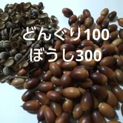 どんぐり 100個 採取 水洗い 煮沸処理 陰干し 砲弾型 磨き 即日発送