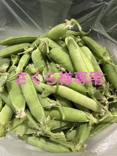 さくら様専用