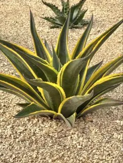 アガベ アリゾナスター 斑入り 観葉植物 - メルカリ