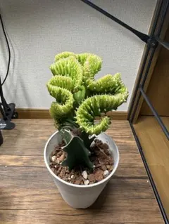 ユーフォルビア ラクテア ゴールドの陶器製ポット付き ユーフォルビア