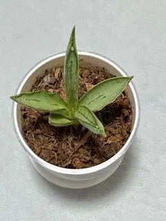 2025年最新】観葉植物の人気アイテム - メルカリ