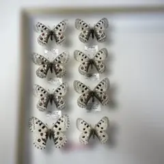 2026年最新】パルナシウスの人気アイテム - メルカリ