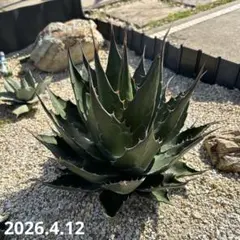 寒冷地国内実生 アガベ モンタナ 低重心 トランカータ3 - メルカリ