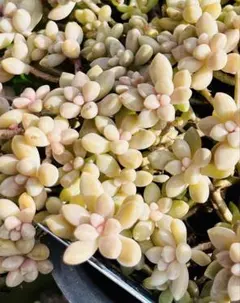 多肉植物　姫秀麗　紅葉します　可愛い