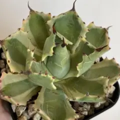 2025年最新】アガベイシスメンシスの人気アイテム - メルカリ