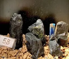 58 メダカ　金魚　熱帯魚　爬虫類　アクアリウム水槽濾過　ビオトーブ　プレコのサムネイル