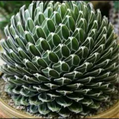 2025年最新】笹の雪錦の人気アイテム - メルカリ