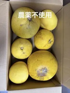 チャンドラポメロ　20キロ箱込み 2026年最新】チャンドラポメロの人気アイテム - メルカリ