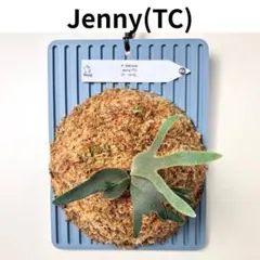 j*様 P. willinckii 'Jenny' TC - メルカリ