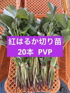 はるか切り苗 30本 茨城県産PVP付き さつまいも苗 家庭農園 大口対応可