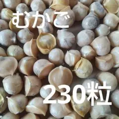 ジャンボニンニク (むかご) (230粒)のサムネイル