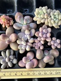 お買い得❣️多肉植物　ぷくぷく系セット　9点　抜き苗