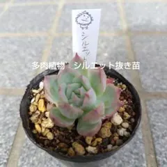 2026年最新】多肉植物シルエットの人気アイテム - メルカリ