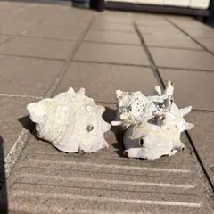 千葉県南房総市 貝殻 サザエ 2つ(おまけ付き)