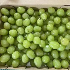 ［本日配送］訳あり！朝摘りシャインマスカット粒1.2kgのサムネイル
