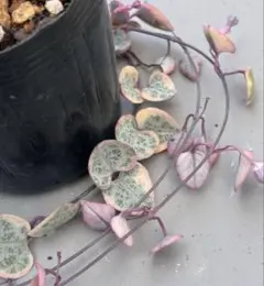 〈人気〉斑入りハートカズラ♡レディーハート②抜き苗 斑入りハートカズラ レディハート 抜き苗 ② - メルカリ