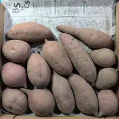 国産　農薬不使用　安納芋　サツマイモ　④