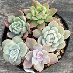 2025年最新】シャビアナ多肉の人気アイテム - メルカリ