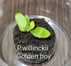 ビカクシダ Golden Boy 1.5号 Sporeling・タグ付き Yahoo!オークション - Platycerium willinckii “GoldenBoy