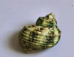 貝殻標本(沖縄の青い海の宝)ホソスジテツボラ蓋付 - メルカリ
