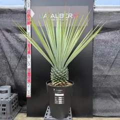 2026年最新】ユッカの人気アイテム - メルカリ