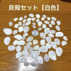 貝殻セット ハンドメイド素材 小さめサイズ 貝標本